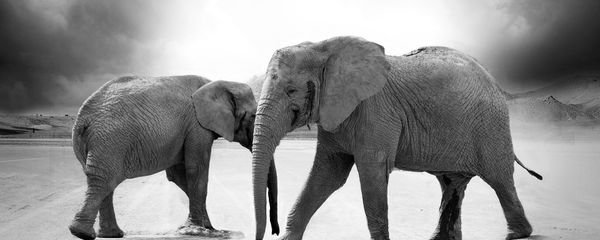Elephants - Sputnik International