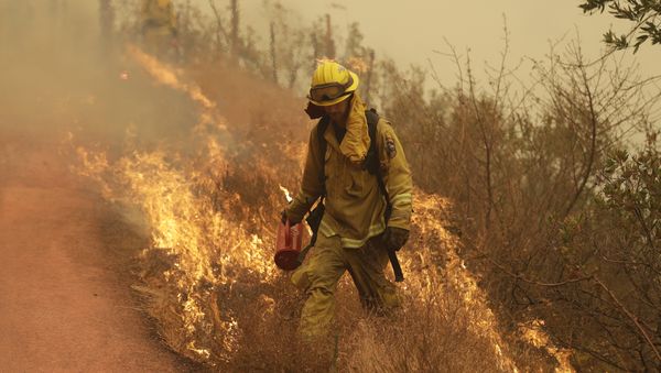 A Sonoma City firefighter walks in front of flames during a backburn operation Friday, Oct. 13, 2017, in Glen Ellen , Calif. - Sputnik International