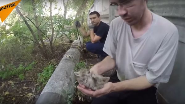 Kitten Rescued From Concrete Pipe - Sputnik International