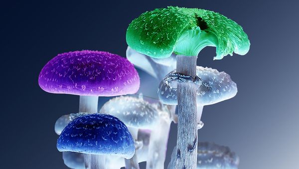 Mushrooms - Sputnik International