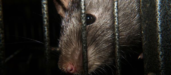 Rat Rat - Sputnik International
