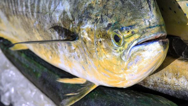 Mahi-mahi - Sputnik International