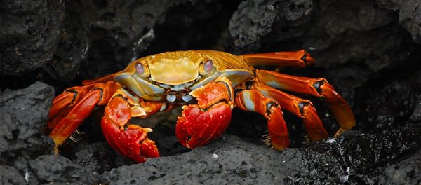 Shellfish - Sputnik International