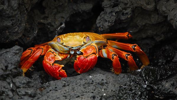 Shellfish - Sputnik International