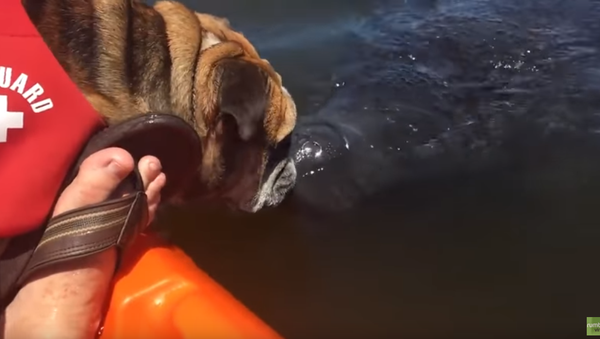 English Bulldog and Manatee Share Kisses - Sputnik International