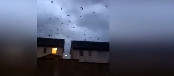 Huge flock moves inland as Ophelia hits Ireland - Sputnik International