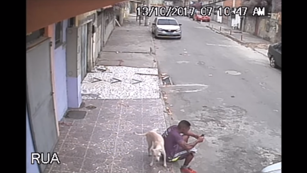 Hold Still: Brazilian Pooch’s Human Hydrant - Sputnik International
