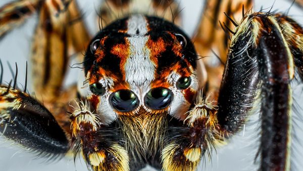 Spider - Sputnik International