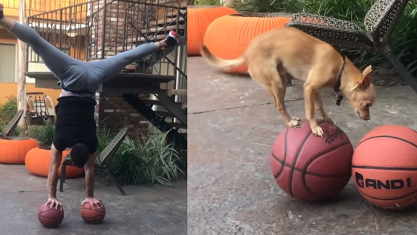 Agile Chihuahua Shows Owner How it’s Done - Sputnik International