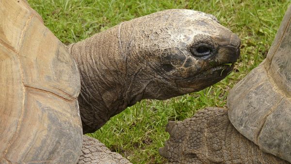 Giant tortoise - Sputnik International