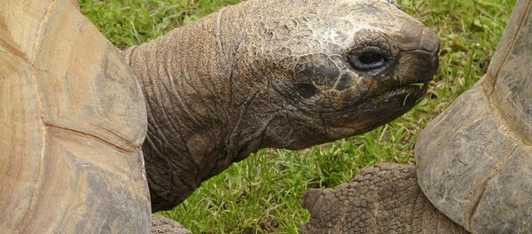 Giant tortoise Giant tortoise - Sputnik International
