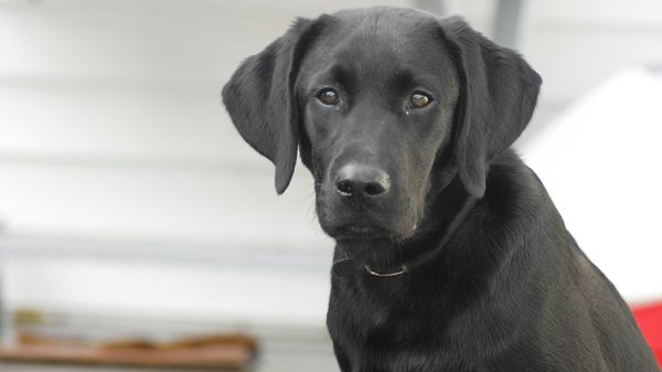 Labrador retriever - Sputnik International