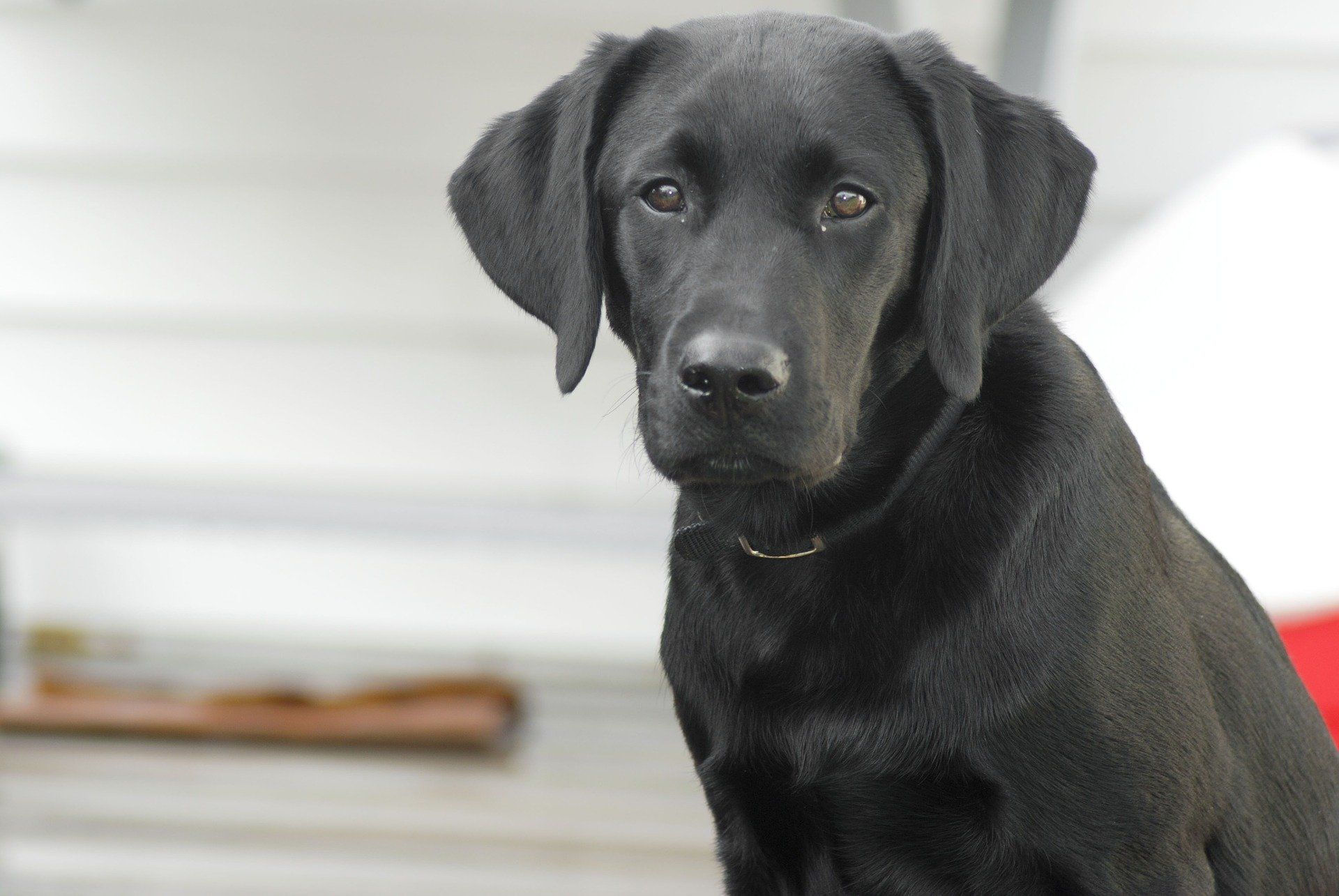 Labrador retriever - Sputnik International, 1920, 08.04.2023