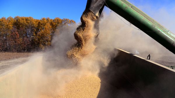 A combine unloads beans during soybeans harvesting in the Khabarovsk Territory - Sputnik International