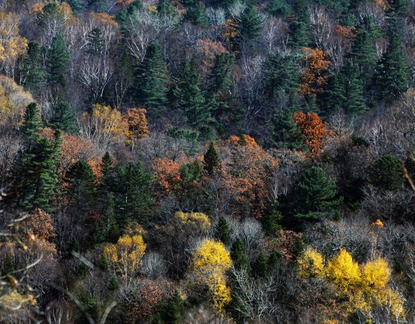 Golden Season: Autumn Across Russia Golden Season: Autumn Across Russia - Sputnik International