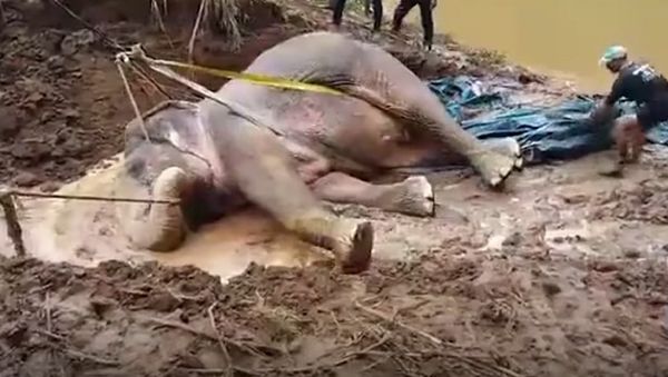 The Rescue of a Baby Elephant in Thailand - Sputnik International