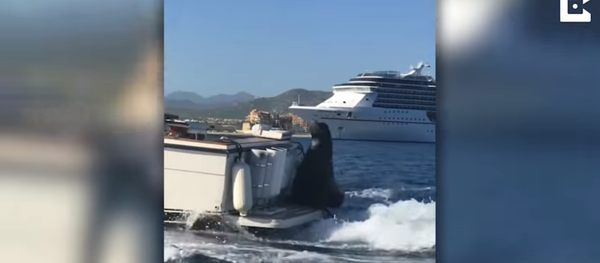 Uber Motorboat? Sly Seal Hitches a Ride - Sputnik International