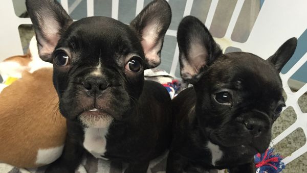 File Photo - Dogs give off sad puppy eyes - Sputnik International