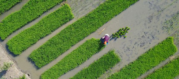 Villagers plant rice in a field in Lianyungang, in China's eastern Jiangsu province on June 4, 2017 - Sputnik International