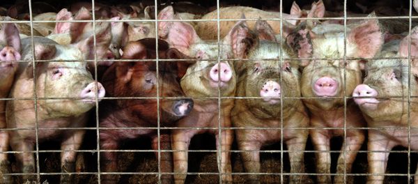 Pig farm Pig farm - Sputnik International