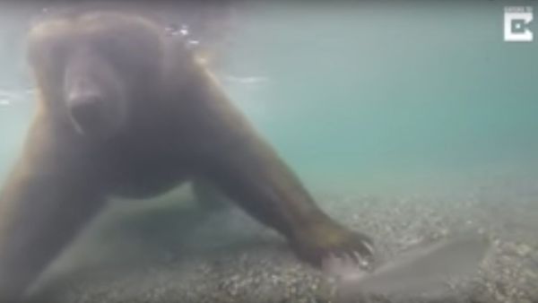 Bear Fishes Underwater With Paws - Sputnik International