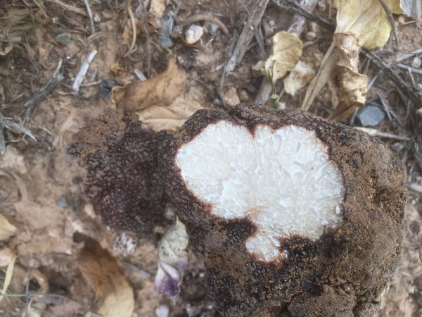 The Black Perigord Truffle (French Black Winter Truffle) - Sputnik International