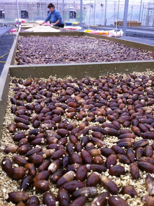 The first batch of acorns arriving at IRTA in Barcelona - Sputnik International