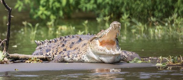 Crocodile Crocodile - Sputnik International
