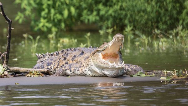 Crocodile - Sputnik International