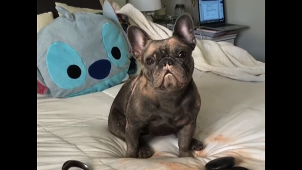 Highlight Horror! French Bulldog Discovers Makeup - Sputnik International
