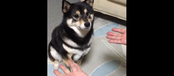 Fluffy Shiba Inu Fooled by Magic Trick Fluffy Shiba Inu Fooled by Magic Trick - Sputnik International