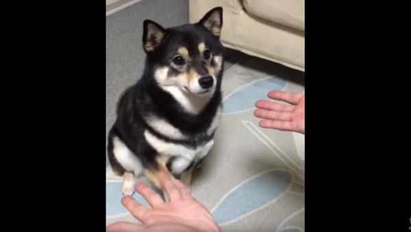Fluffy Shiba Inu Fooled by Magic Trick - Sputnik International