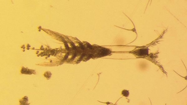 Monstrillopsis planifrons - Sputnik International