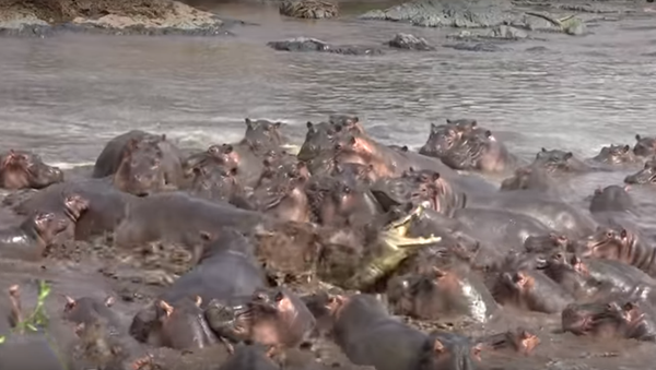 After A While, Crocodile! Hippos Viciously Defend Their Territory - Sputnik International