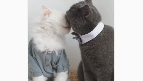 ‘Thanks, Bruder!’ Dapper German Kittens Bathe Each Other - Sputnik International