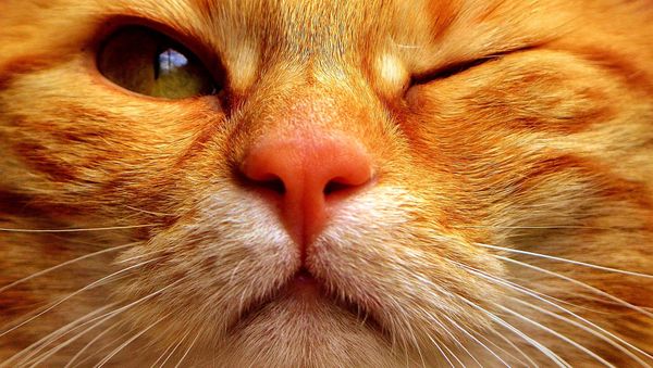 Cat - Sputnik International