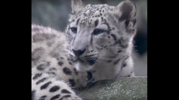 Grandson of the Leopard Leo - Sputnik International