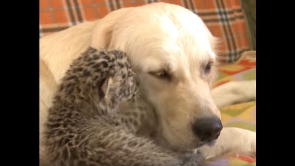 Good Kitty! Retriever Adopts a Leopard - Sputnik International