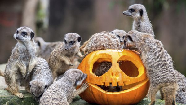 Not So Creepy Halloween: How Animals Deal With Pumpkins - Sputnik International