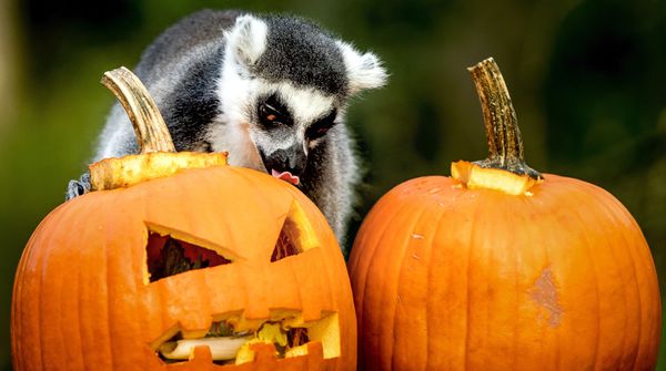 Not So Creepy Halloween: How Animals Deal With Pumpkins - Sputnik International