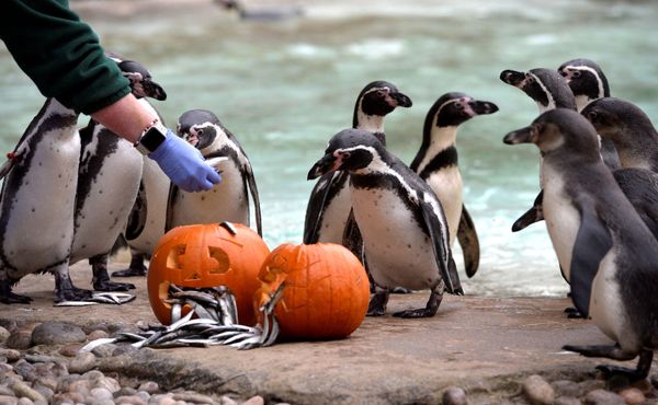 Not So Creepy Halloween: How Animals Deal With Pumpkins - Sputnik International