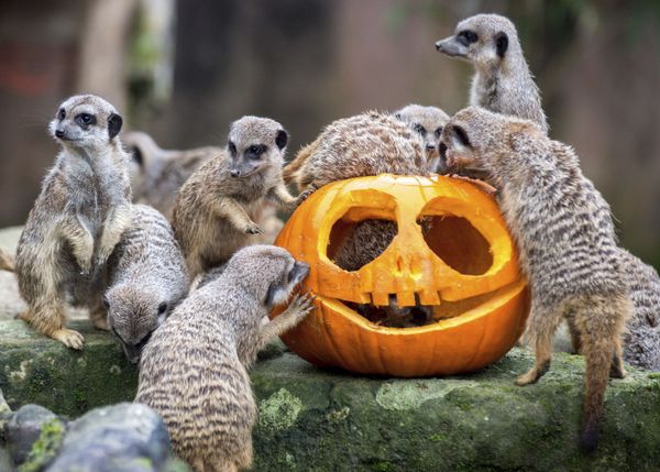 Not So Creepy Halloween: How Animals Deal With Pumpkins - Sputnik International