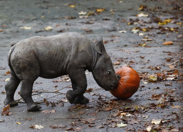 Not So Creepy Halloween: How Animals Deal With Pumpkins - Sputnik International