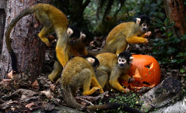 Not So Creepy Halloween: How Animals Deal With Pumpkins - Sputnik International