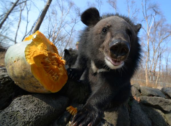 Not So Creepy Halloween: How Animals Deal With Pumpkins - Sputnik International