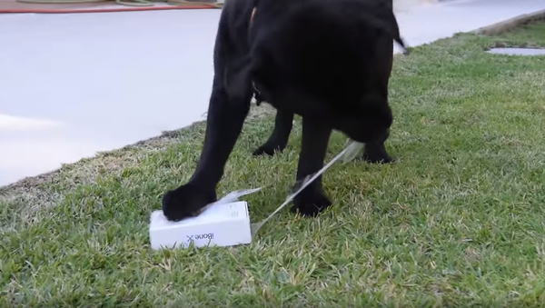 Boneless Toy: Pup Underwhelmed by iBone X - Sputnik International