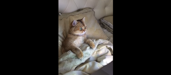 Kazakh Kitten Fixated by Peppa Pig Kazakh Kitten Fixated by Peppa Pig - Sputnik International