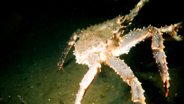 Large male red king crab (Paralithodes camtschaticus) in the Barents Sea Large male red king crab (Paralithodes camtschaticus) in the Barents Sea - Sputnik International