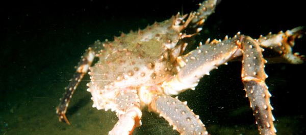 Large male red king crab (Paralithodes camtschaticus) in the Barents Sea - Sputnik International
