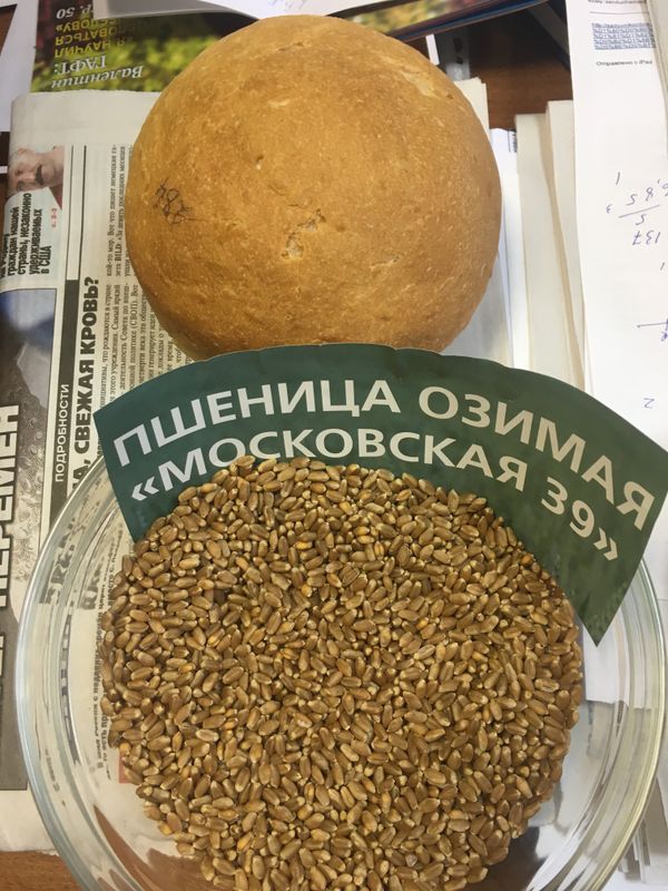 Winter wheat - Sputnik International